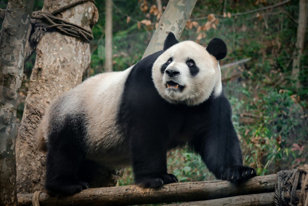 Come vedere i panda in cina
