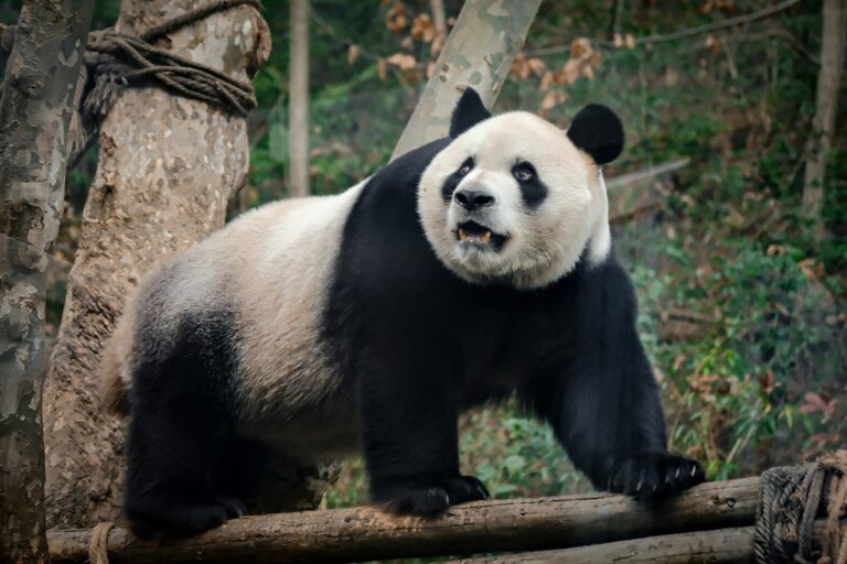 Come vedere i panda in Cina