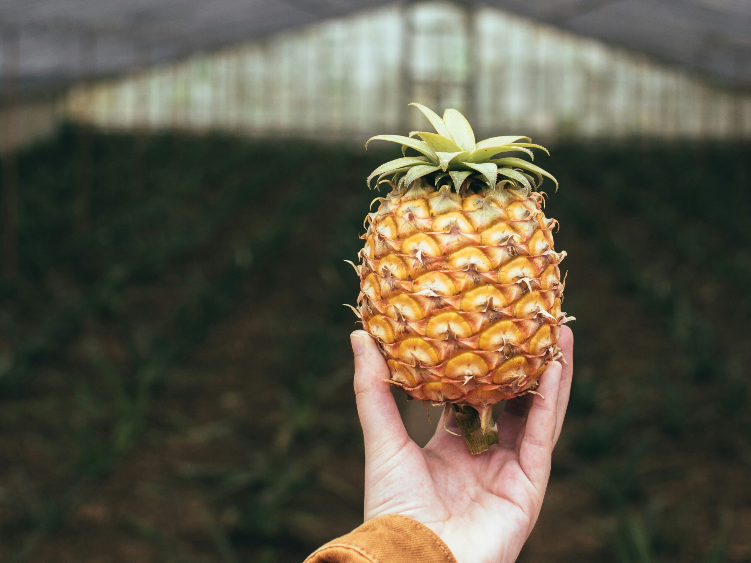 piantagioni di ananas azzorre